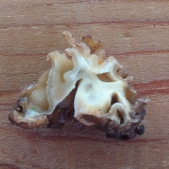 Morchella populiphila