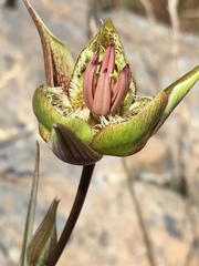 Calochortus tiburonensis