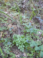 Tauschia kelloggii