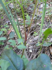 Tauschia kelloggii