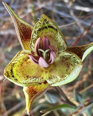 Calochortus tiburonensis