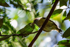 Hylophilus amaurocephalus