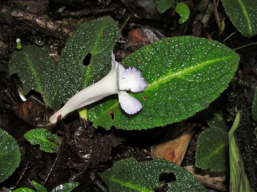 Nautilocalyx cordatus