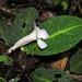 Centrosolenia hirsuta - Photo (c) Peter Zika, algunos derechos reservados (CC BY-NC), subido por Peter Zika