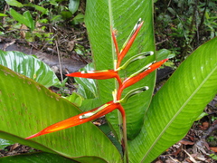 Heliconia acuminata
