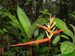 Heliconia acuminata
