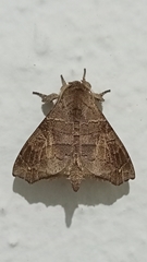 Olceclostera irrorata