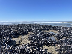 Mytilus californianus