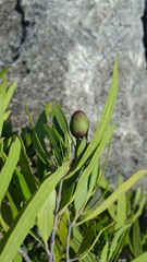 Olea lancea (Olea lancea)