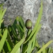 Olea lancea - Photo (c) Franck Rakotonasolo, some rights reserved (CC BY-NC), uploaded by Franck Rakotonasolo