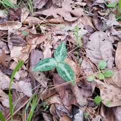 Trillium reliquum