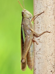 Aiolopus thalassinus