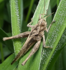 Xyleus discoideus angulatus