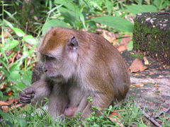 Macaca fascicularis