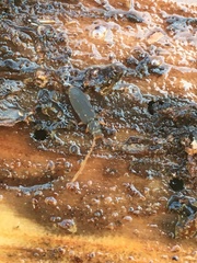 Uleiota