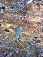 Uleiota