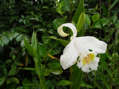 Sobralia liliastrum