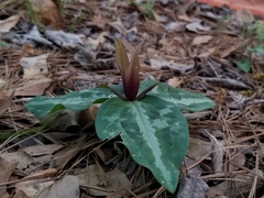 Trillium reliquum