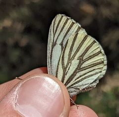Pieris marginalis venosa