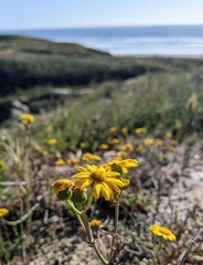 Senecio californicus