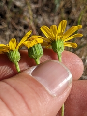 Senecio californicus