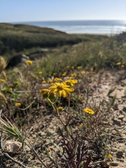 Senecio californicus