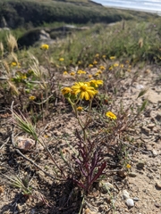 Senecio californicus