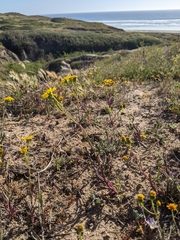 Senecio californicus
