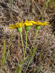 Senecio californicus