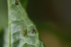 Aphis rumicis