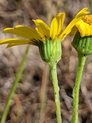 Senecio californicus