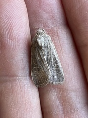 Protorthodes melanopis