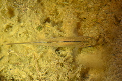 Hesperoleucus symmetricus