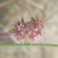 Chorizanthe cuspidata cuspidata