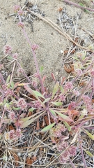 Chorizanthe cuspidata cuspidata