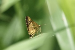 Ampittia dioscorides