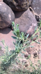 Baccharis pteronioides