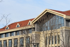 Fringilla montifringilla