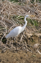 Ardea alba