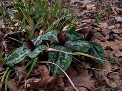 Trillium reliquum