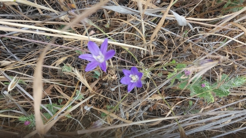 iNaturalist observation photo of Brodiaeas
