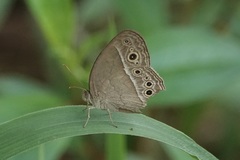 Mycalesis perseoides