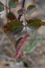 Rosisphaerella rosicola