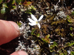 Lobelia glaberrima