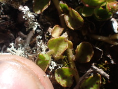Lobelia glaberrima