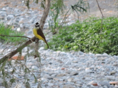 Pitangus sulphuratus