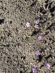 Gilia cana