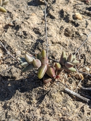 Dudleya blochmaniae blochmaniae