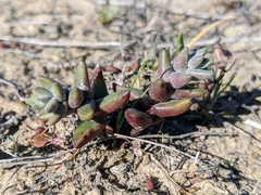Dudleya blochmaniae blochmaniae