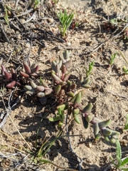 Dudleya blochmaniae blochmaniae